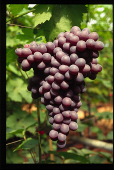 Variété de raisin rose apyrene, XE 6